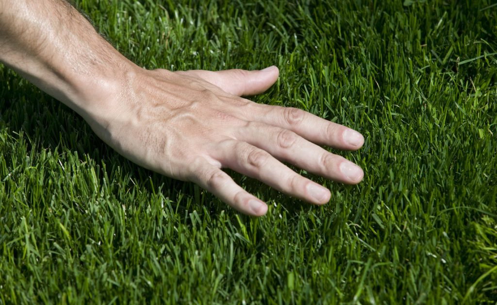 How To Get Rid of Bermuda Grass