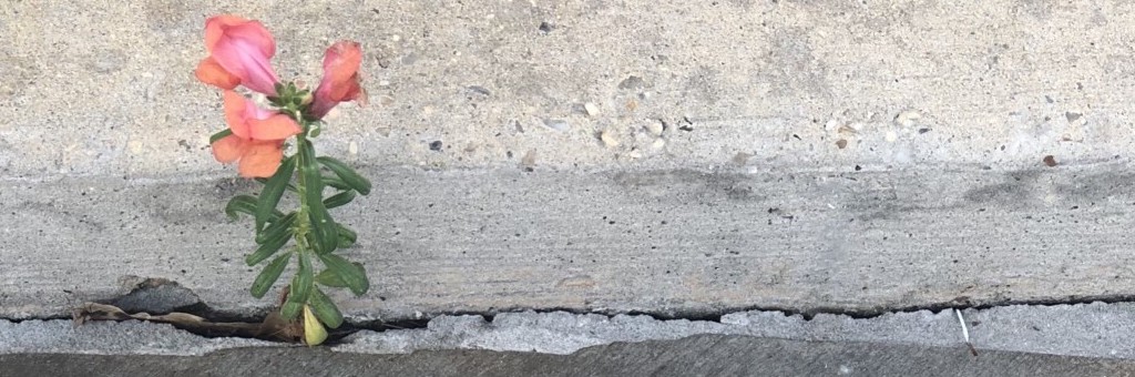 How to Repair a Concrete Walkway